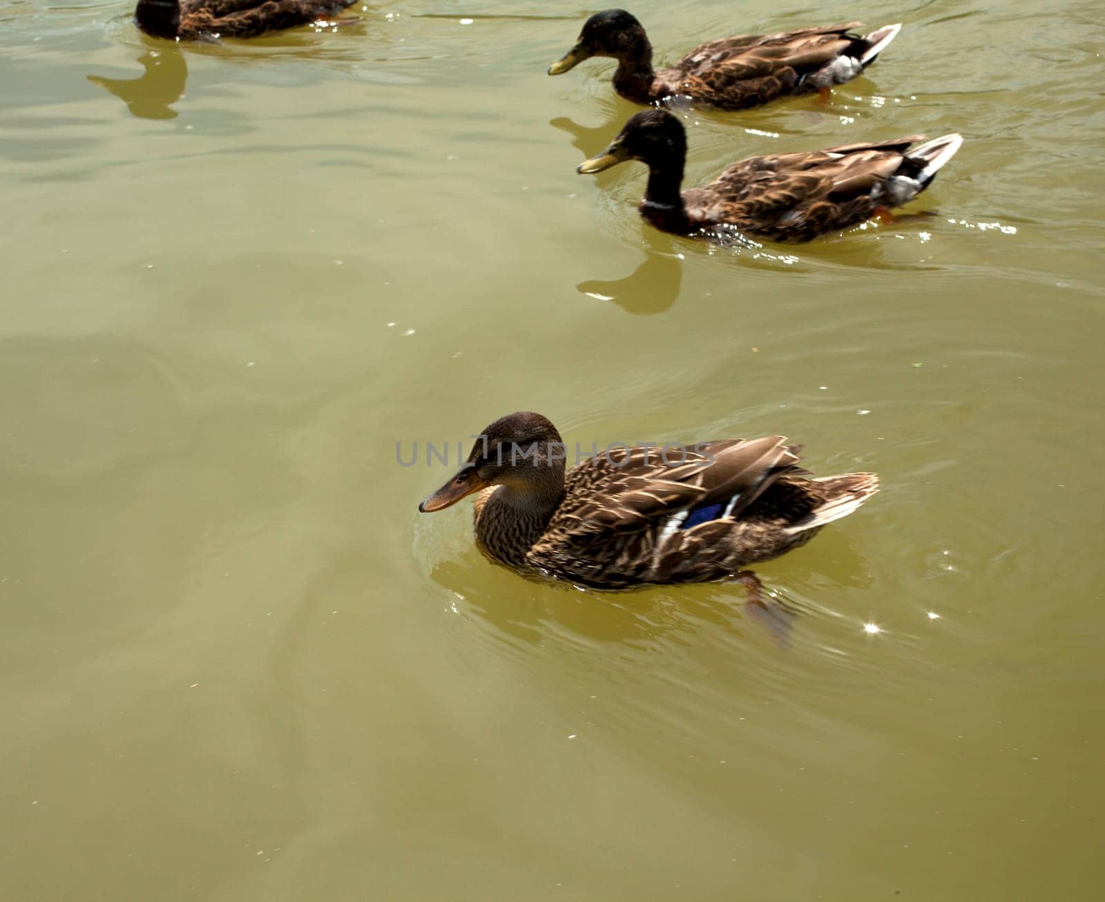 Photo of a ducks on water