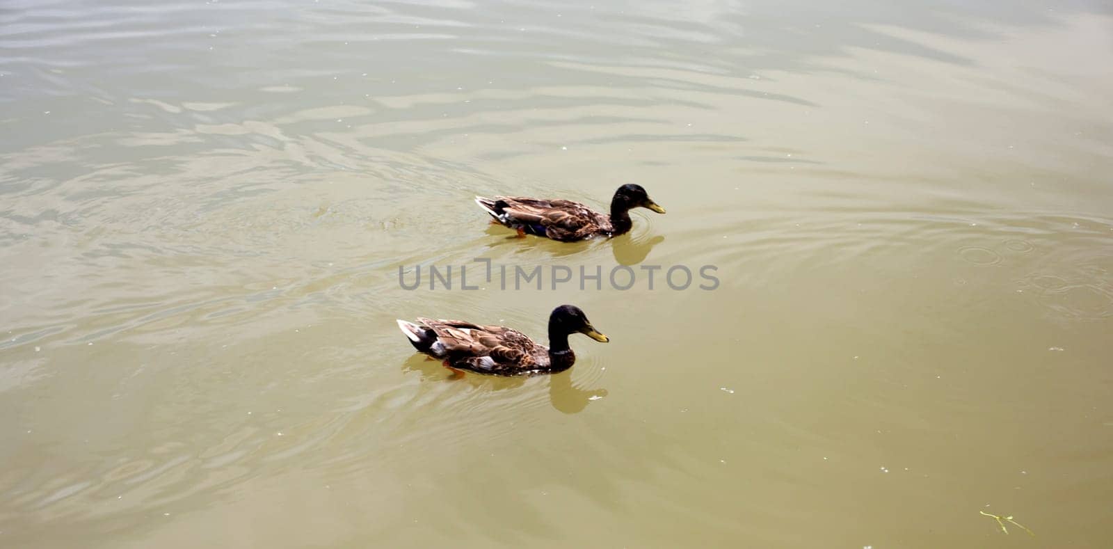 Photo of a ducks on water