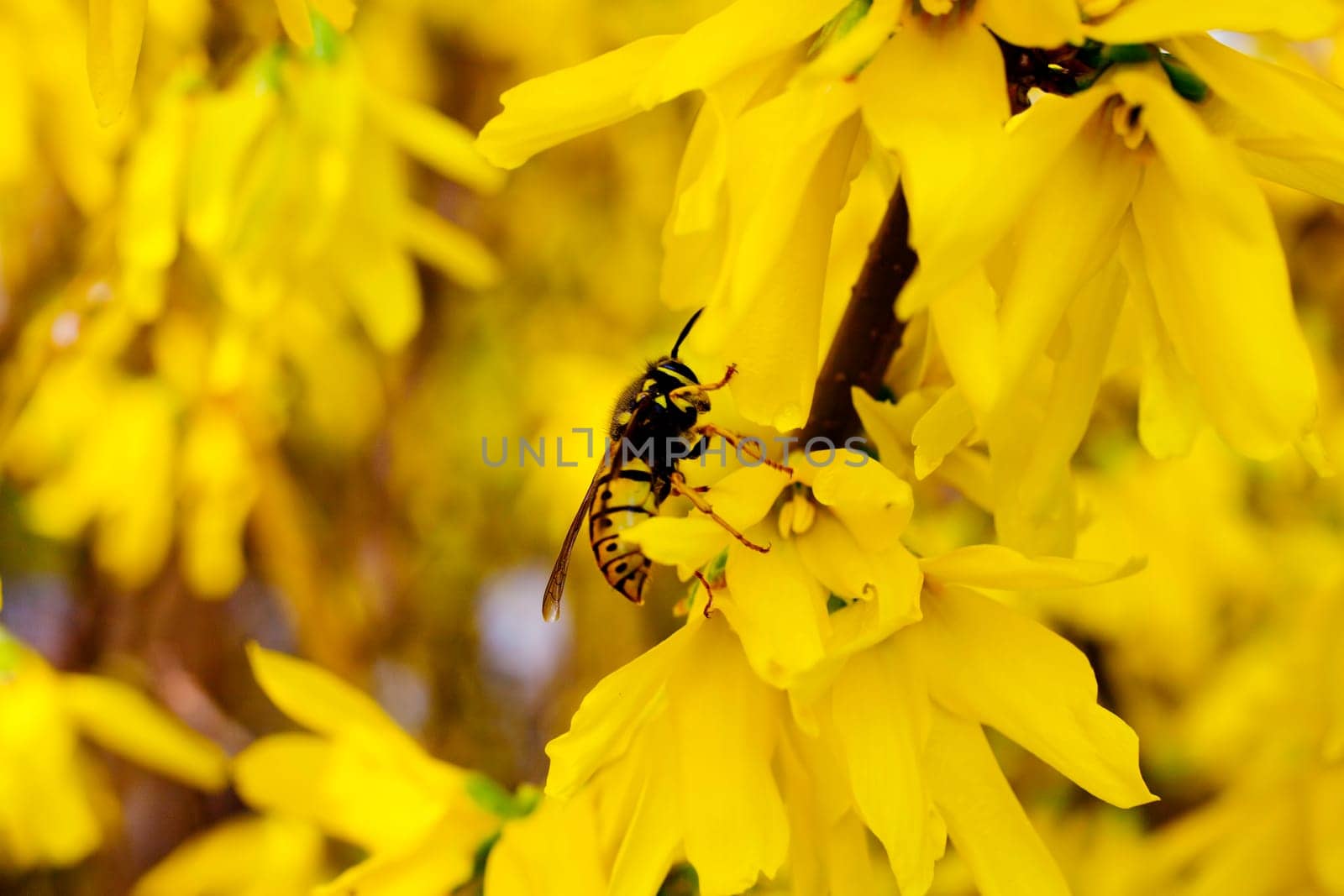 Wasp on a yellow flower