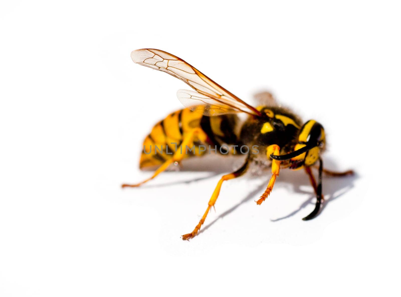 Wasp isolated on a white background