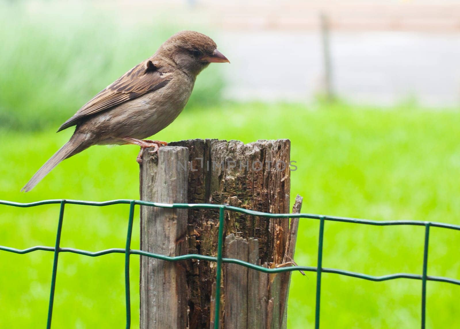 A Sparrow on chain-link fence