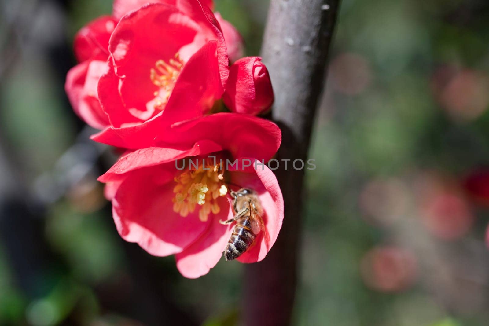 A Bee on a red flower