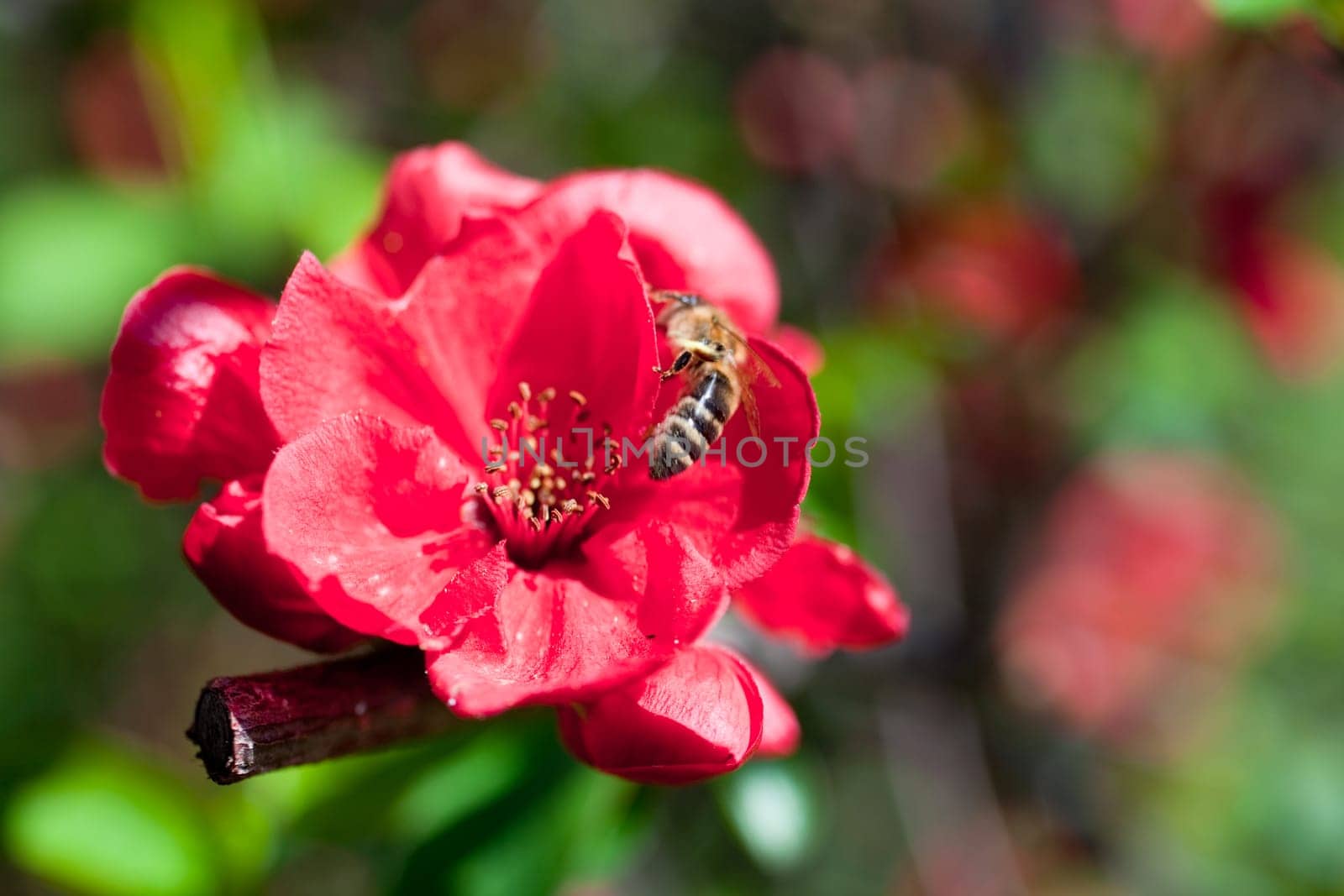 A Bee on a red flower