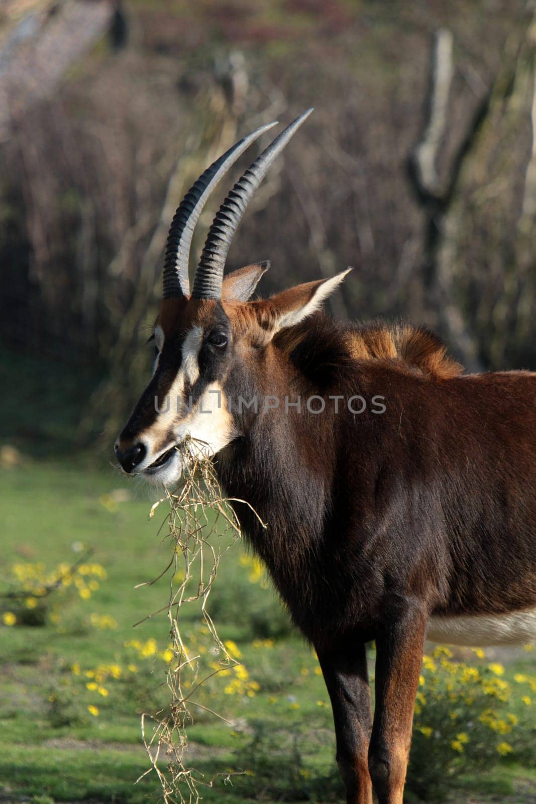 Sable antelope