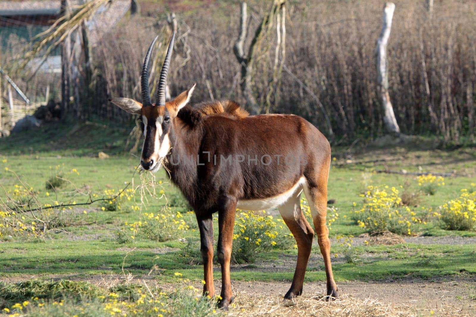 Sable antelope