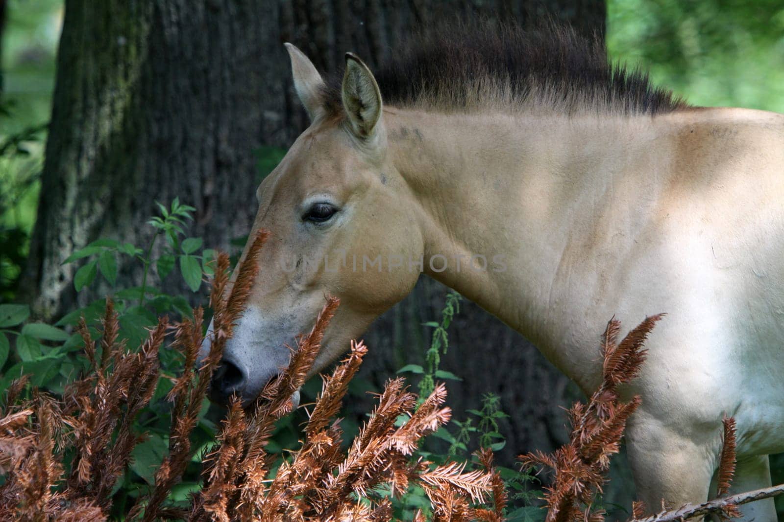 Asian wild horse