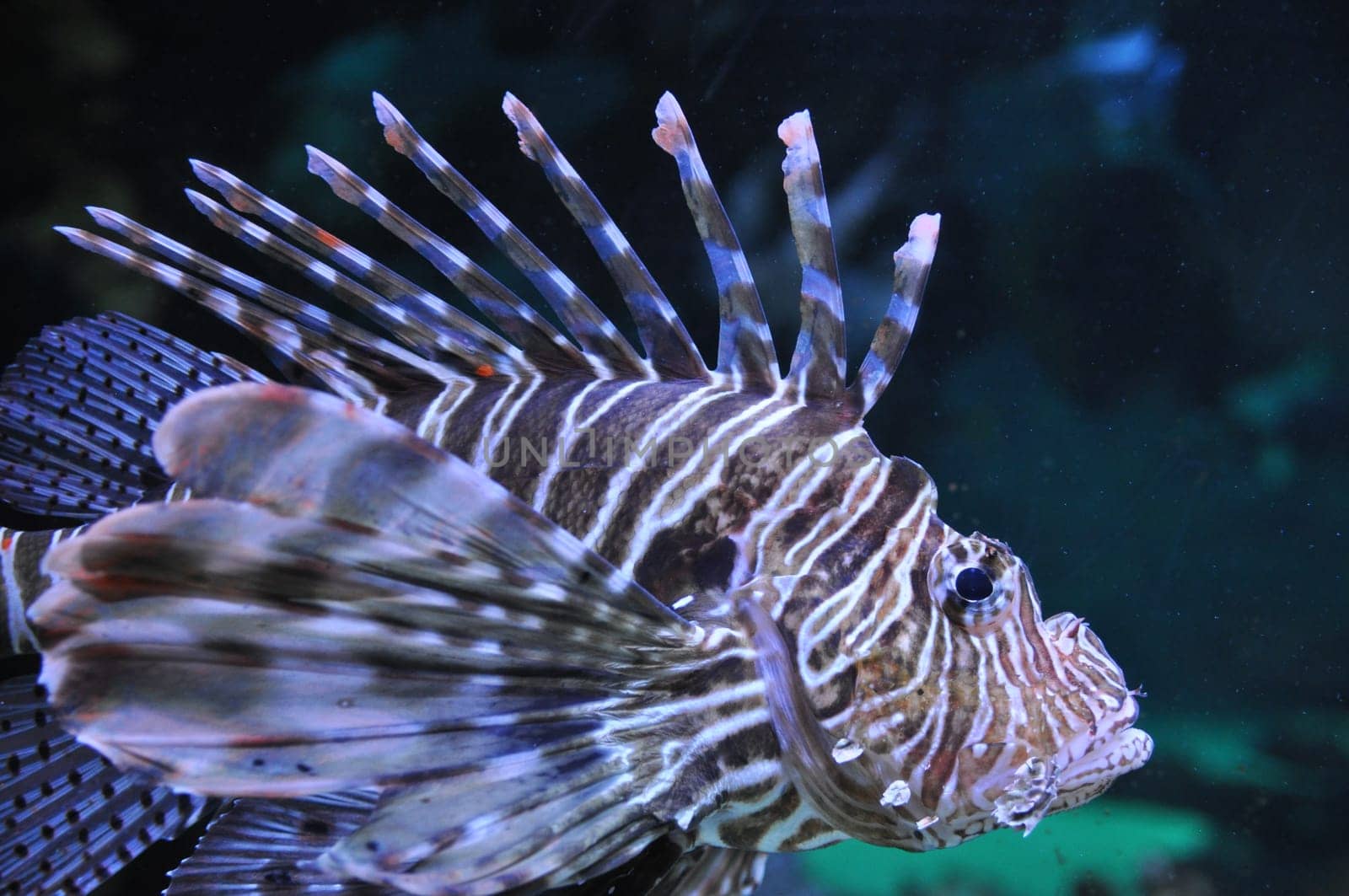 Lion fish in the water