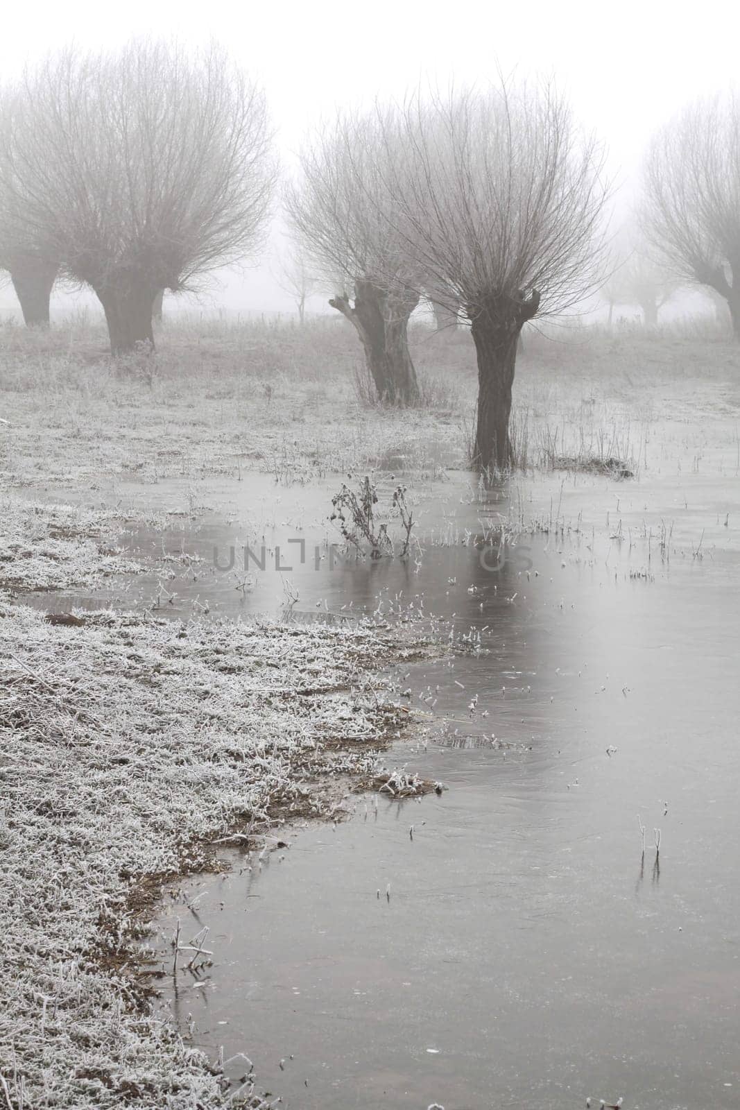 Pollard willows in frost and fog