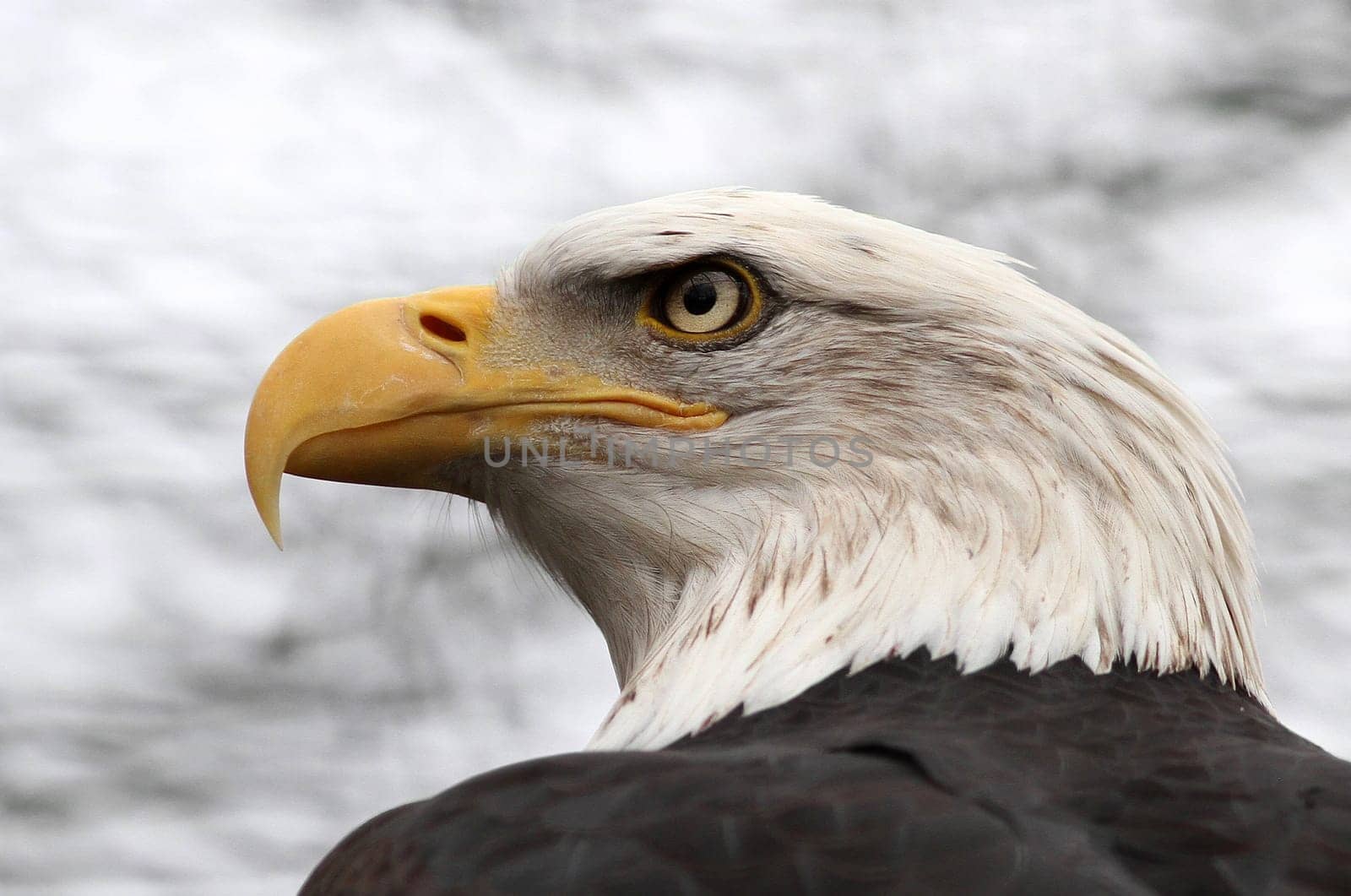 Haliaeetus Leucocephalus - The Bald Eagle