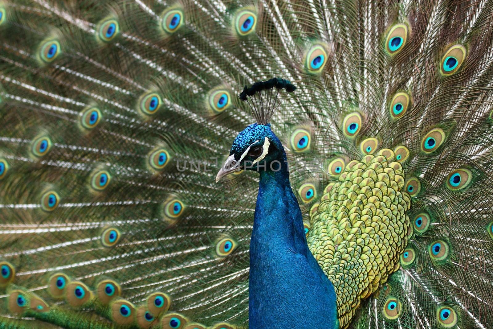 Blue peacock