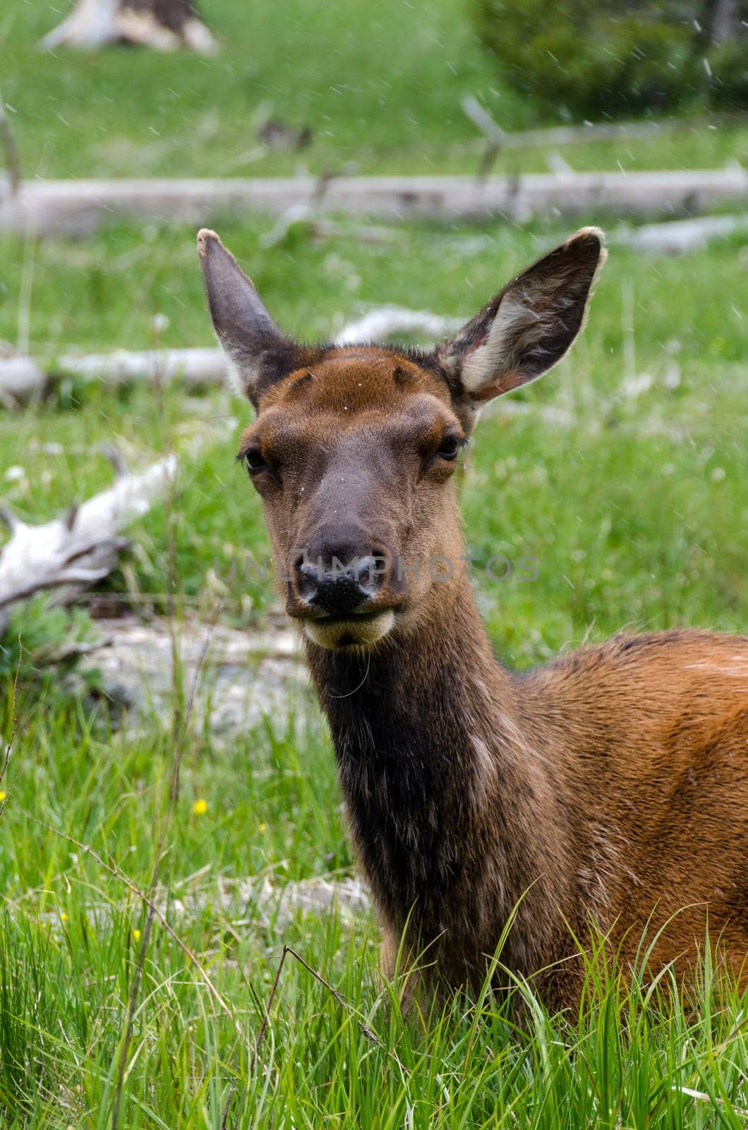 closeup of a deer when it is snowing in Yellowstone
