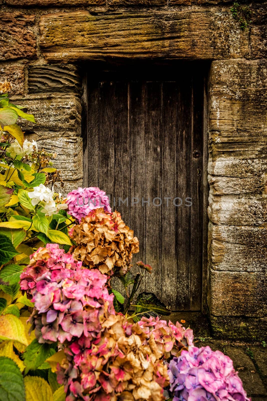 Antique wooden door and pink hortensia
