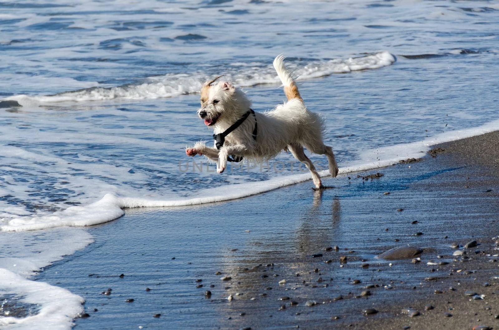 dog jumps and runs in the waves of the sea