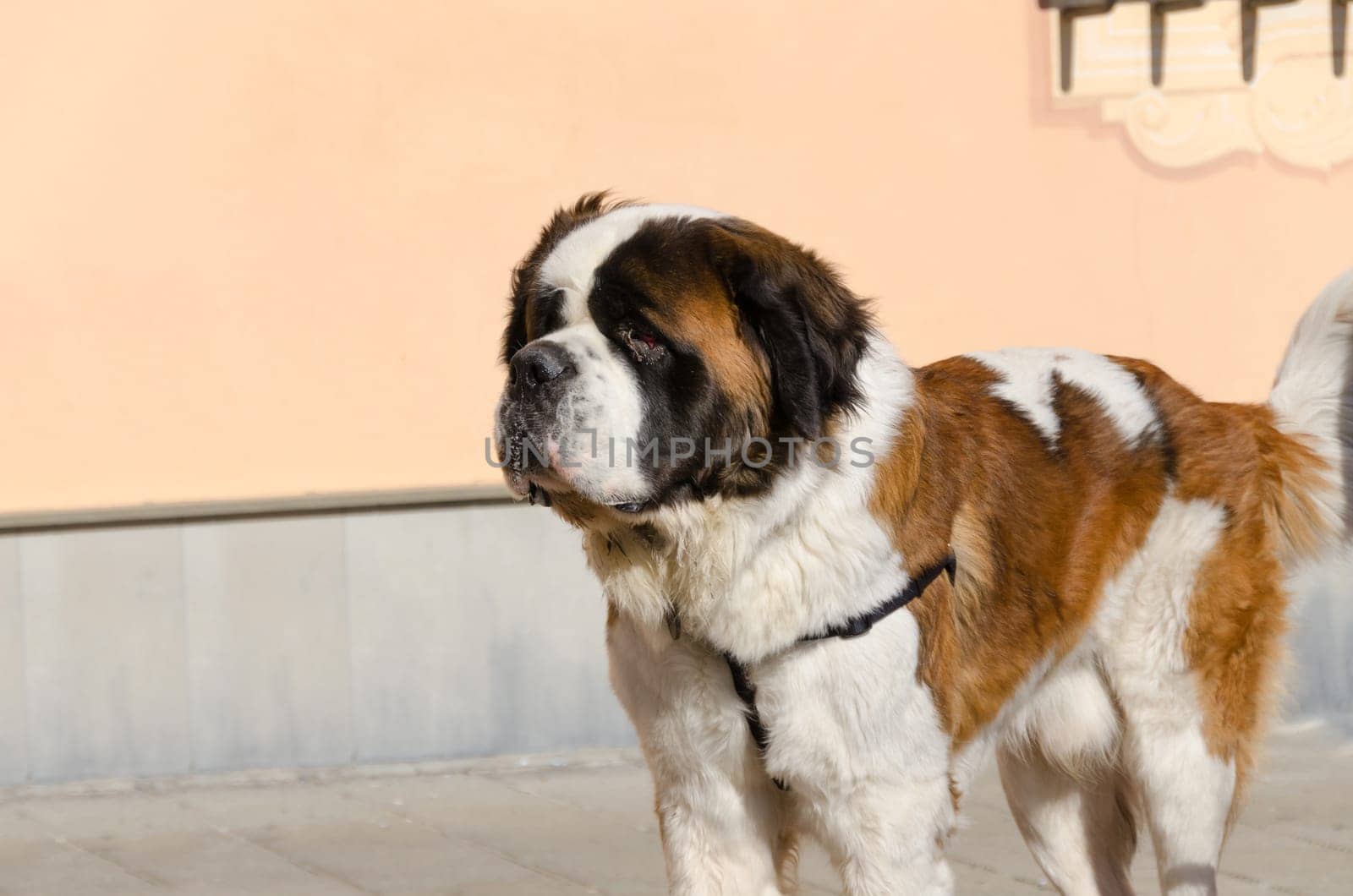 brown and white Saint Bernard dog