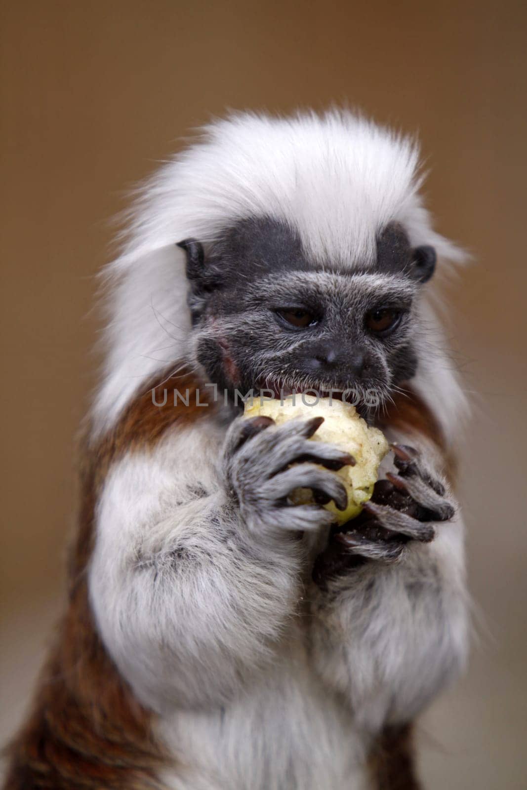 Lisztaffe with apple piece