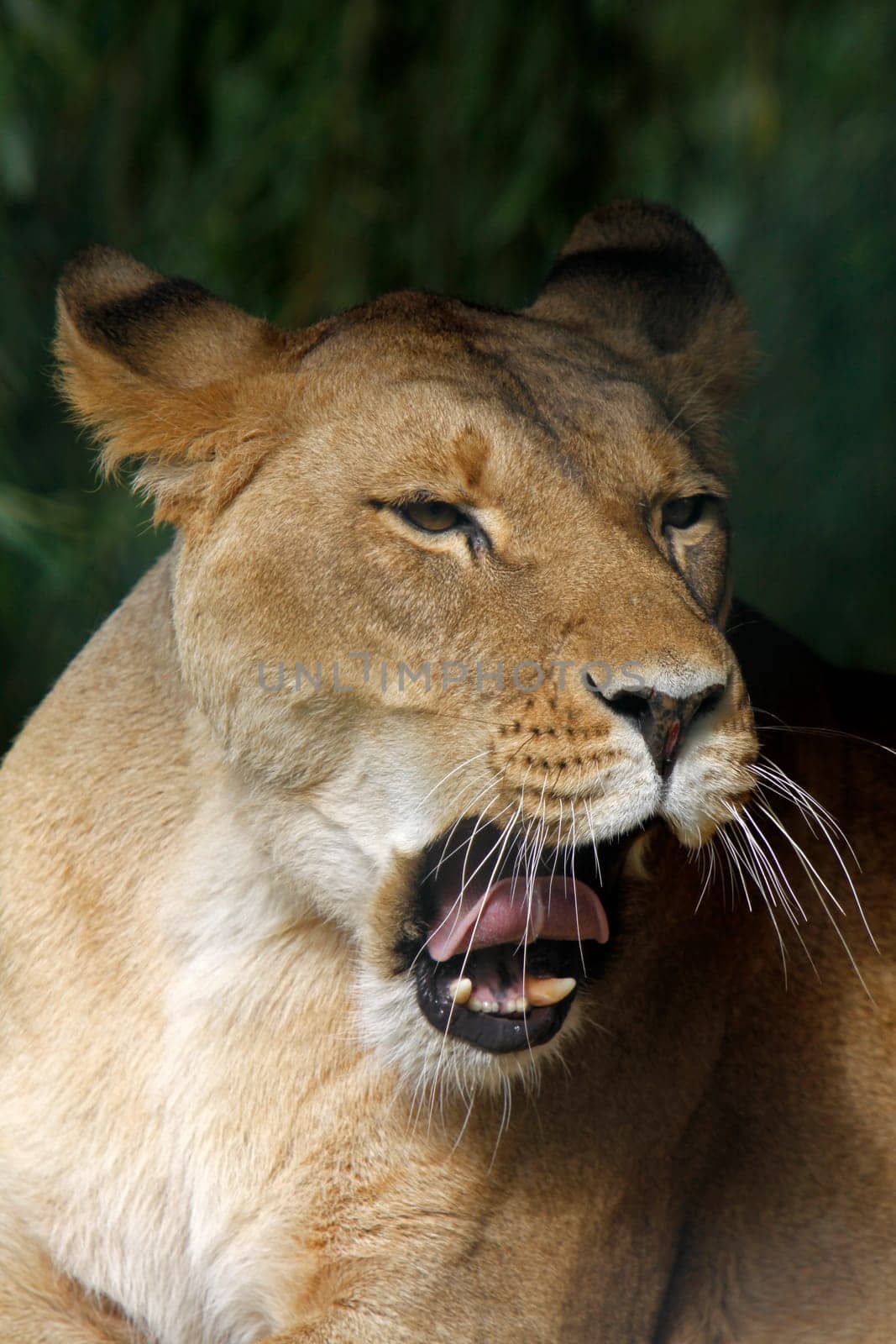 Lioness