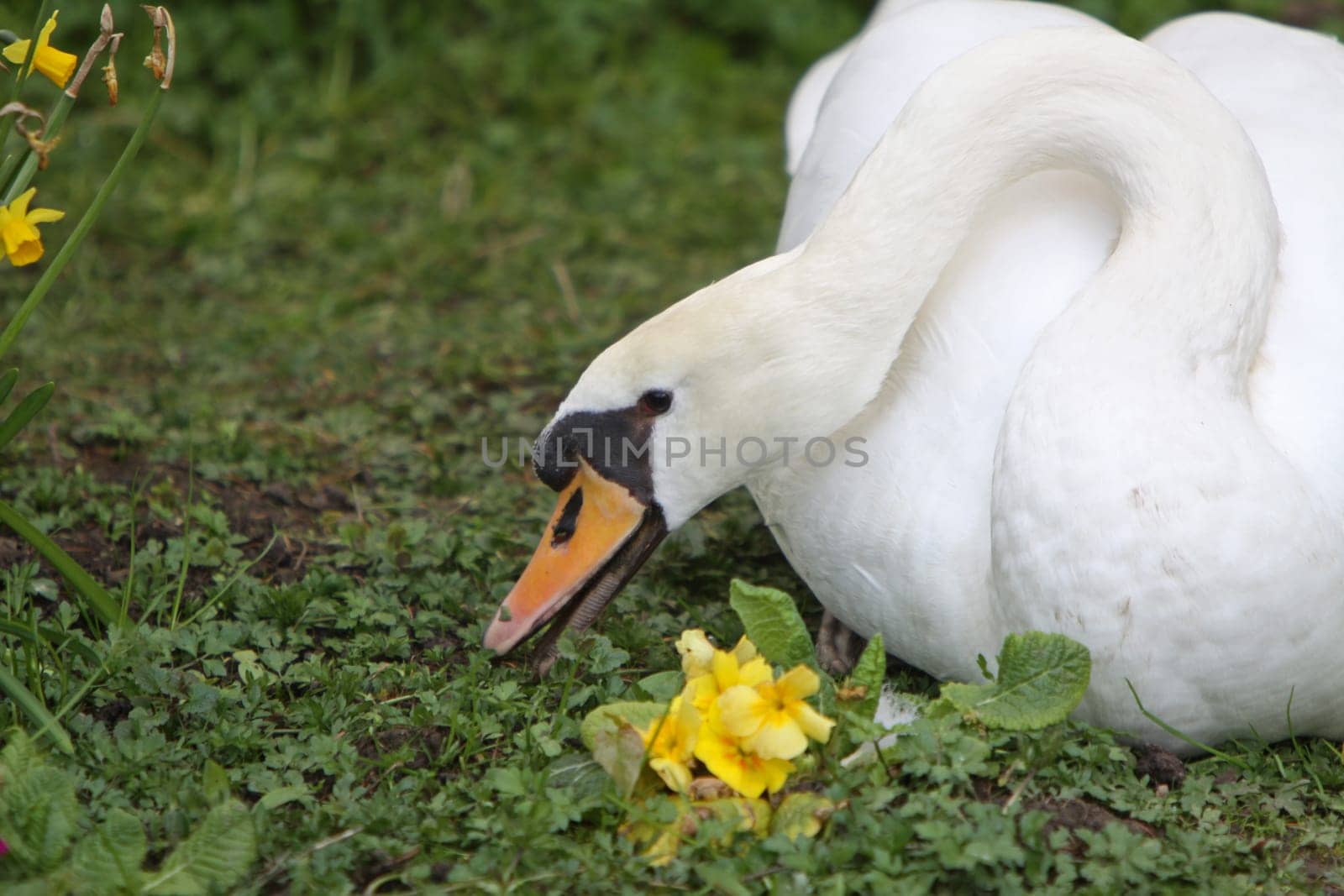 Mute swan on a flower meadow