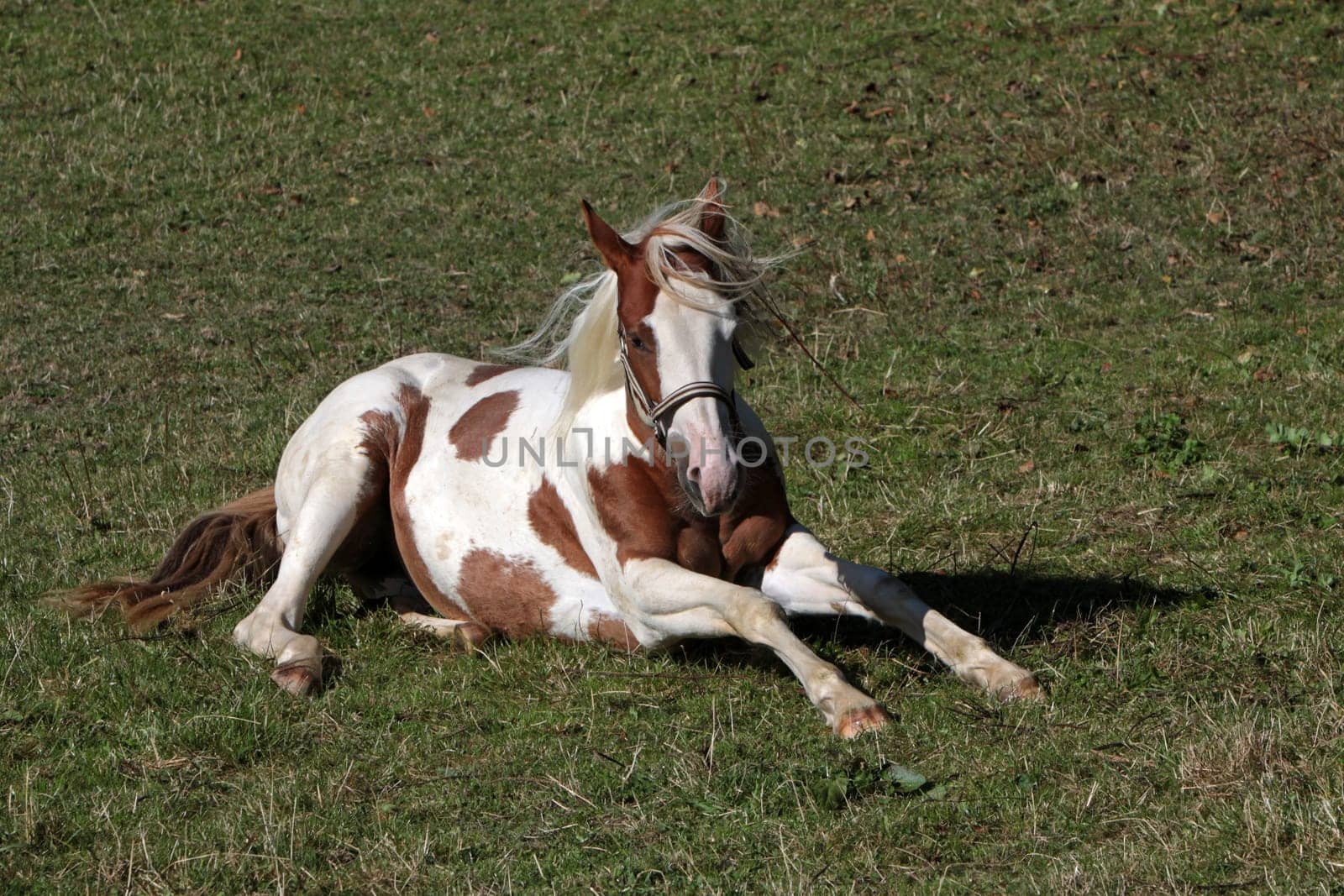 Brown and white pinto