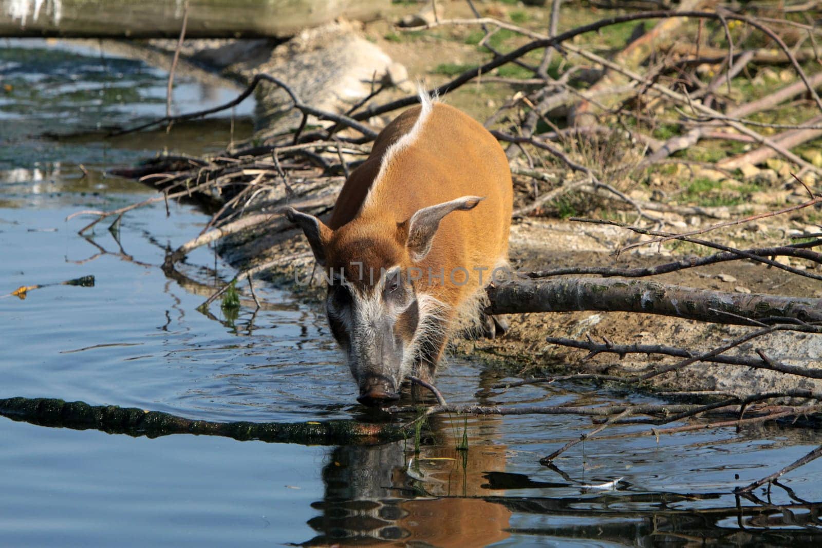 Brush-eared pig at a waterhole