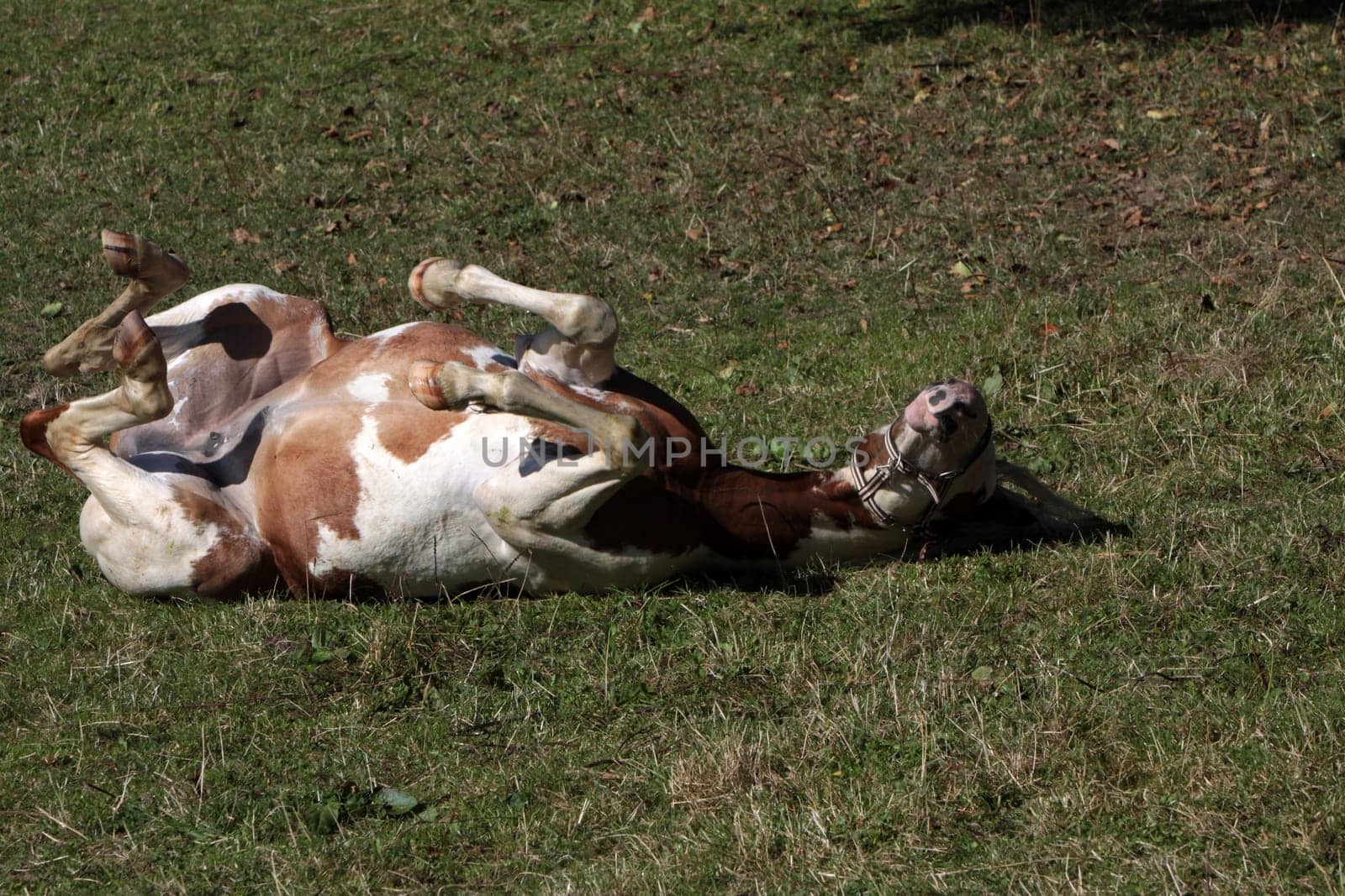 Brown and white pinto