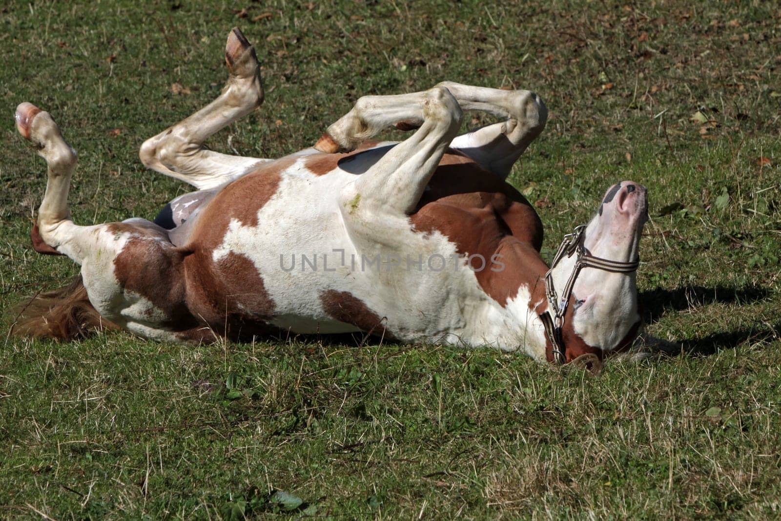 Brown and white pinto