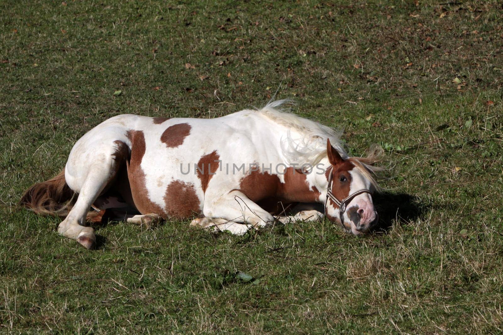 Brown and white pinto