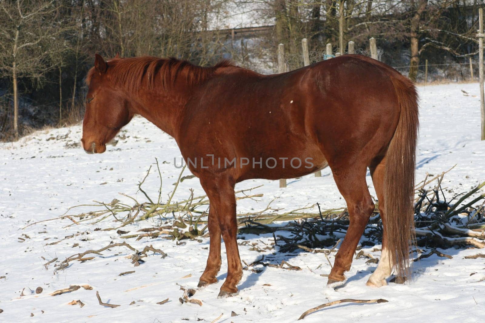 A brown horse in the snow