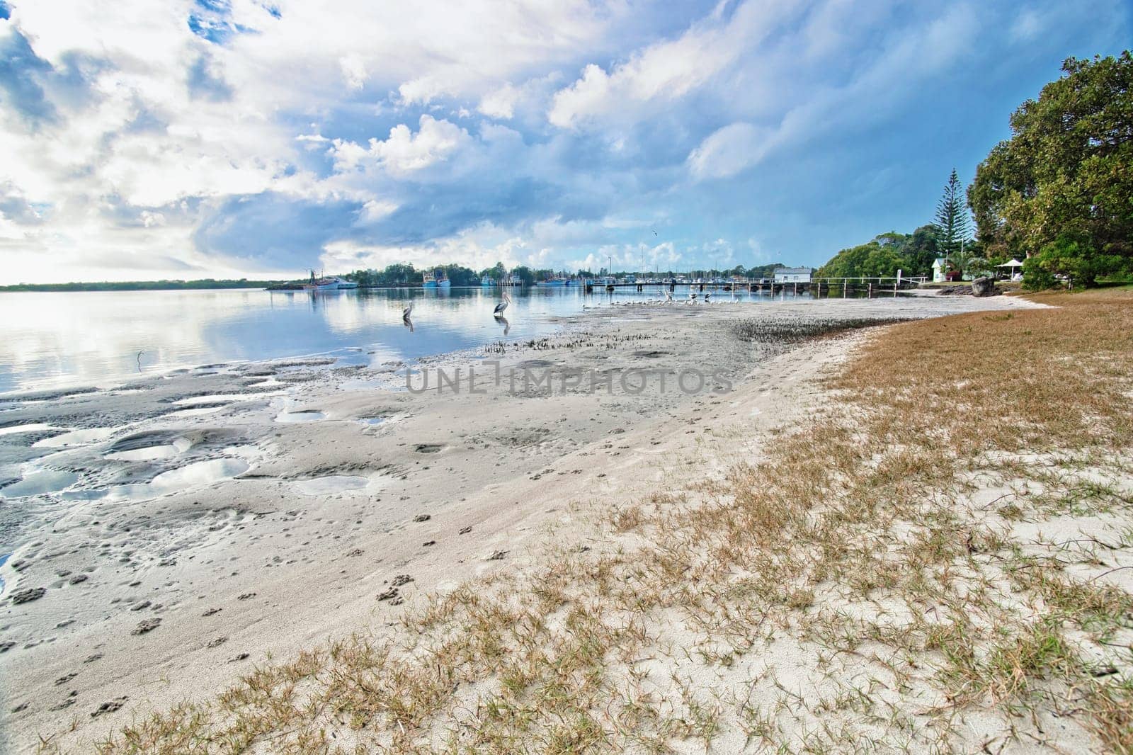 yamba nsw with pelicans at the river beach