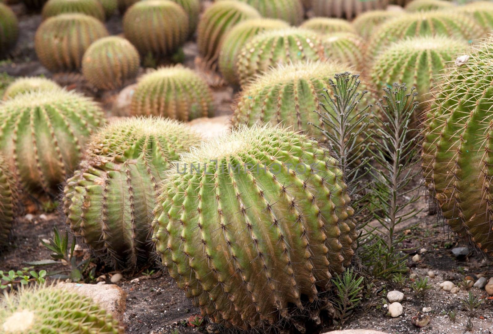 great image of some prickly cacti cactus plants