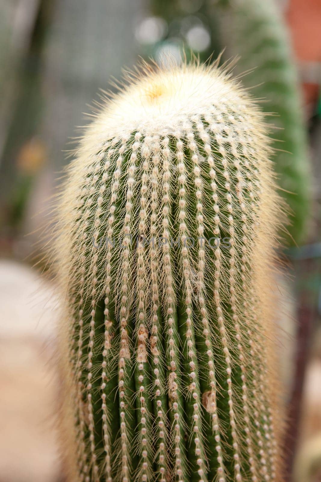 great image of some prickly cacti cactus plants