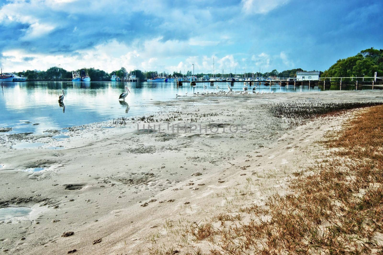yamba nsw with pelicans at the river beach