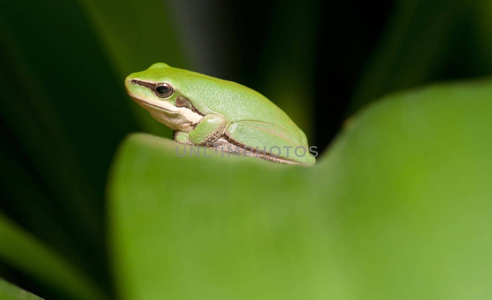 dwarf green tree frog in a bush