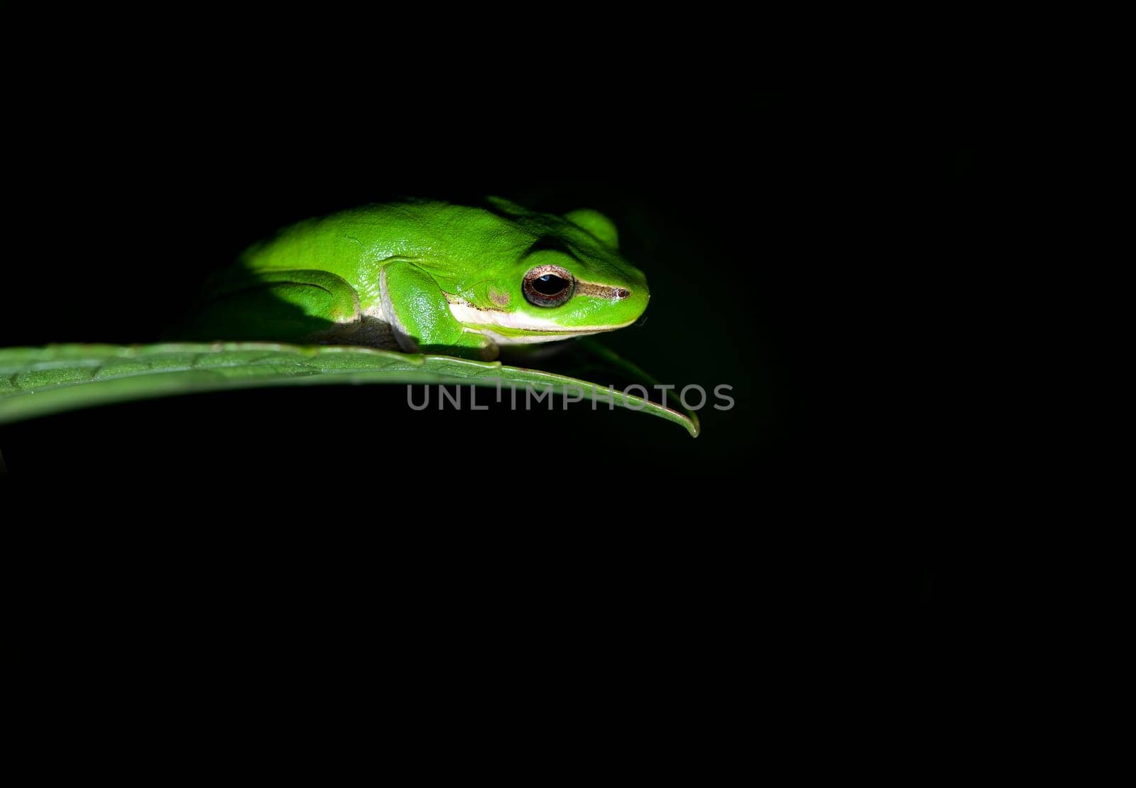 litoria fallax, dwarf green tree frog caught in the spotlight