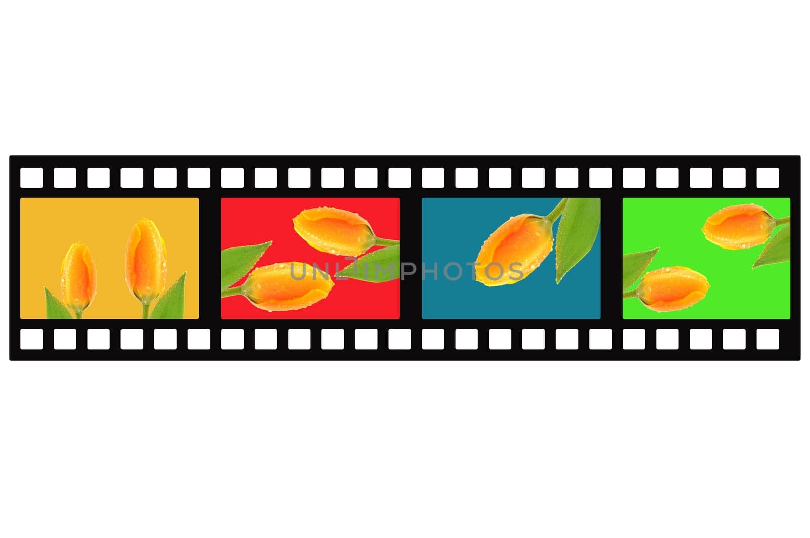Filmstrip Tulips