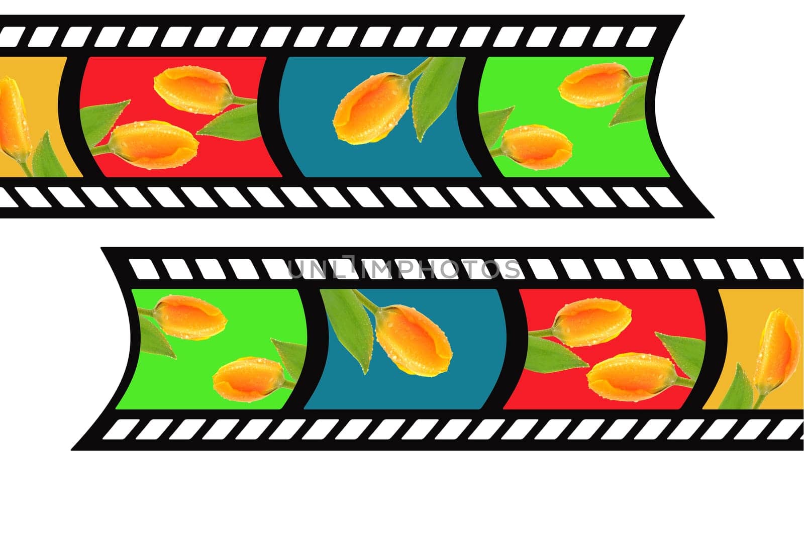 Filmstrip Tulips