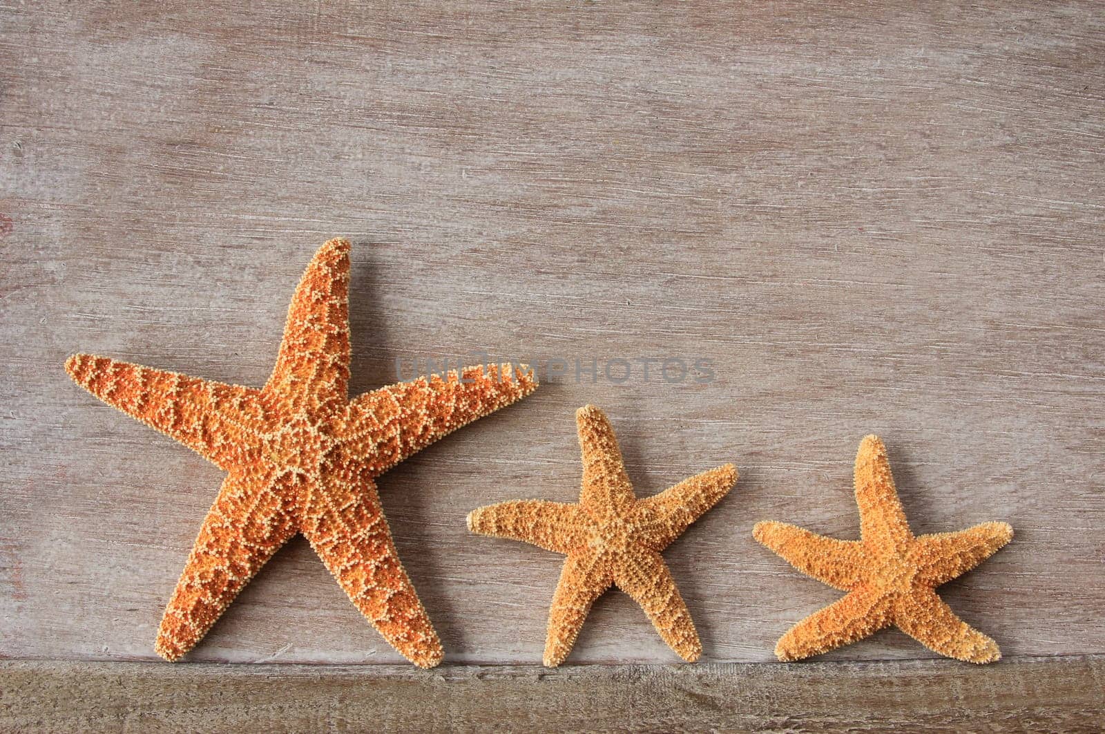 Three starfish (Asterias rubens) from the North Sea,dried,decorative on old wooden board
