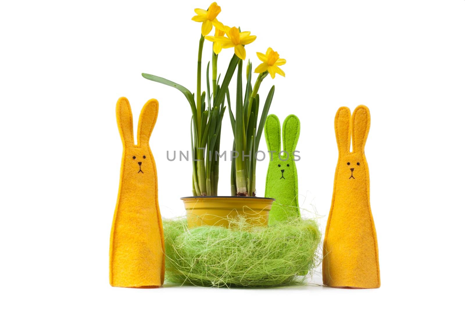 Yellow narcissus in the pot and three bunnies, isolated on white