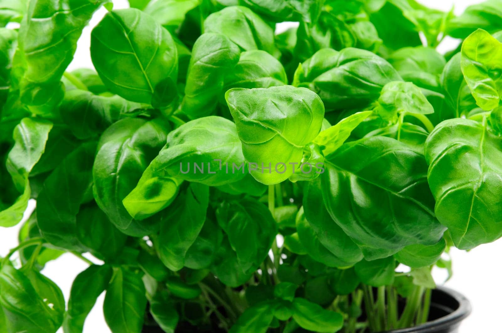 vegetable