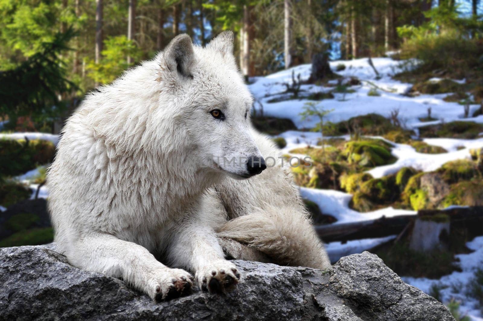 The wolf (Canis lupus)