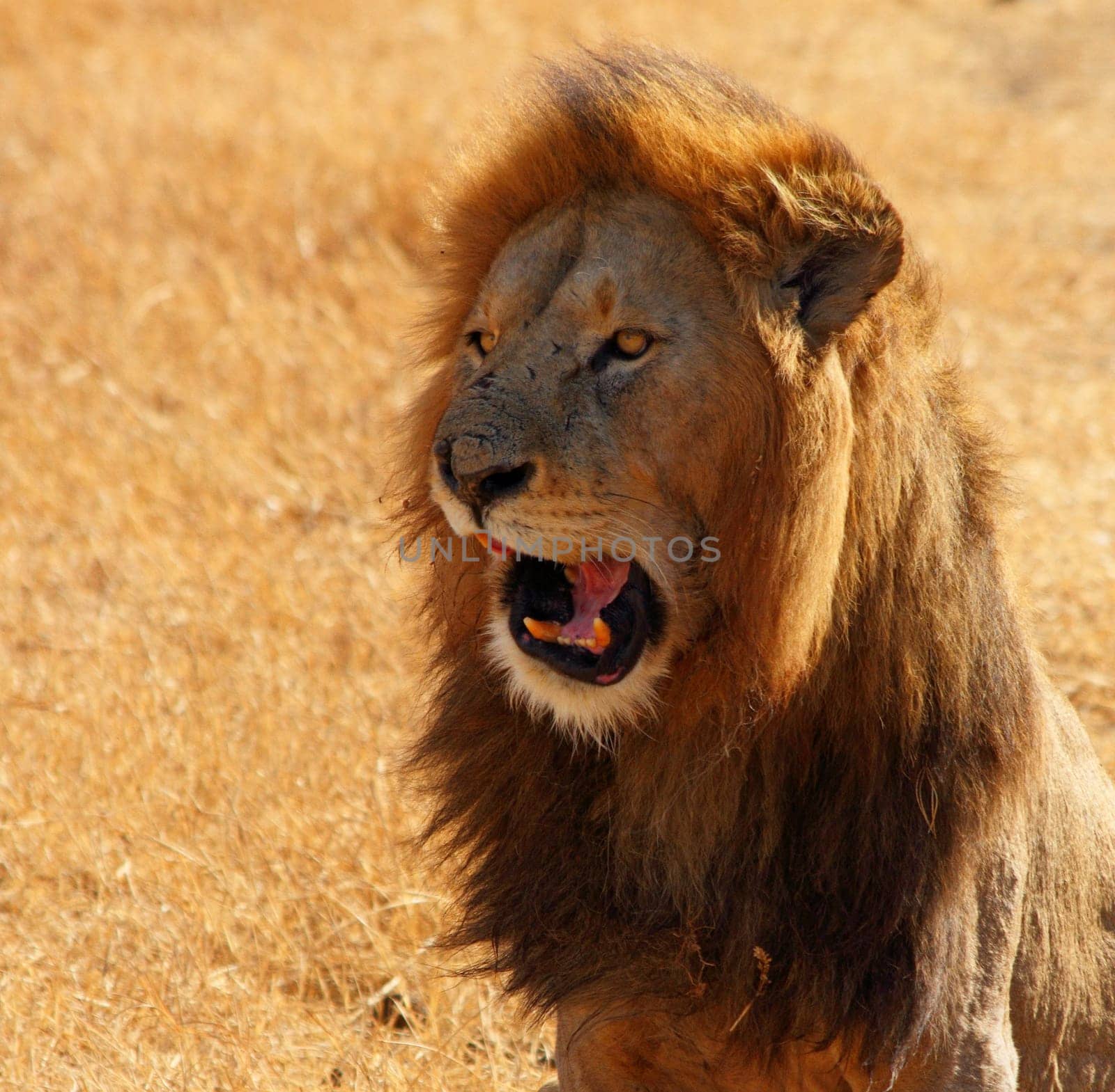 A Lion comicly opening its mouth and appearing to talk.