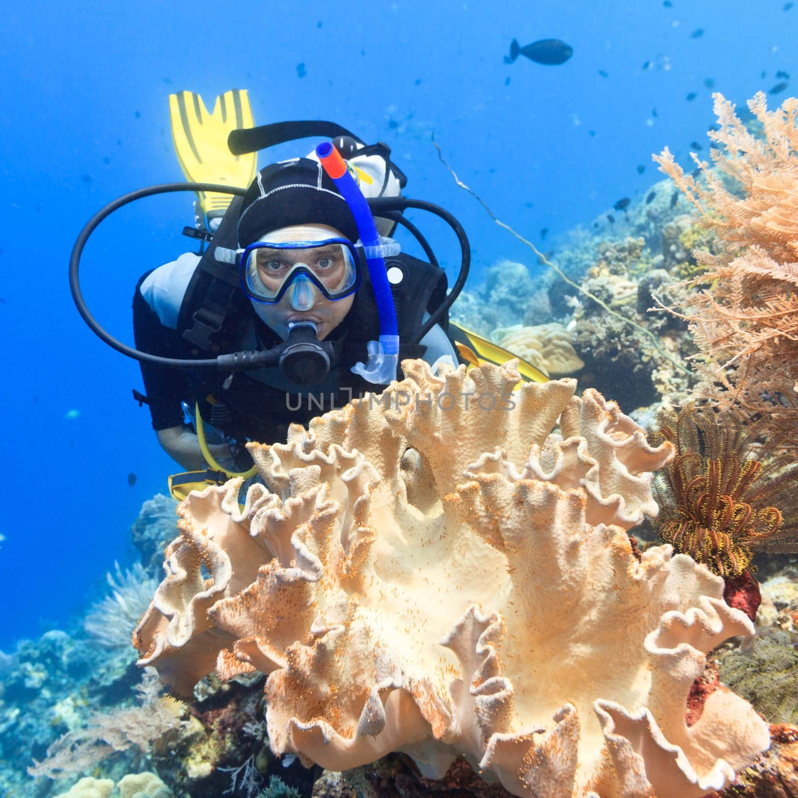 Scuba diver underwater close to coral reef