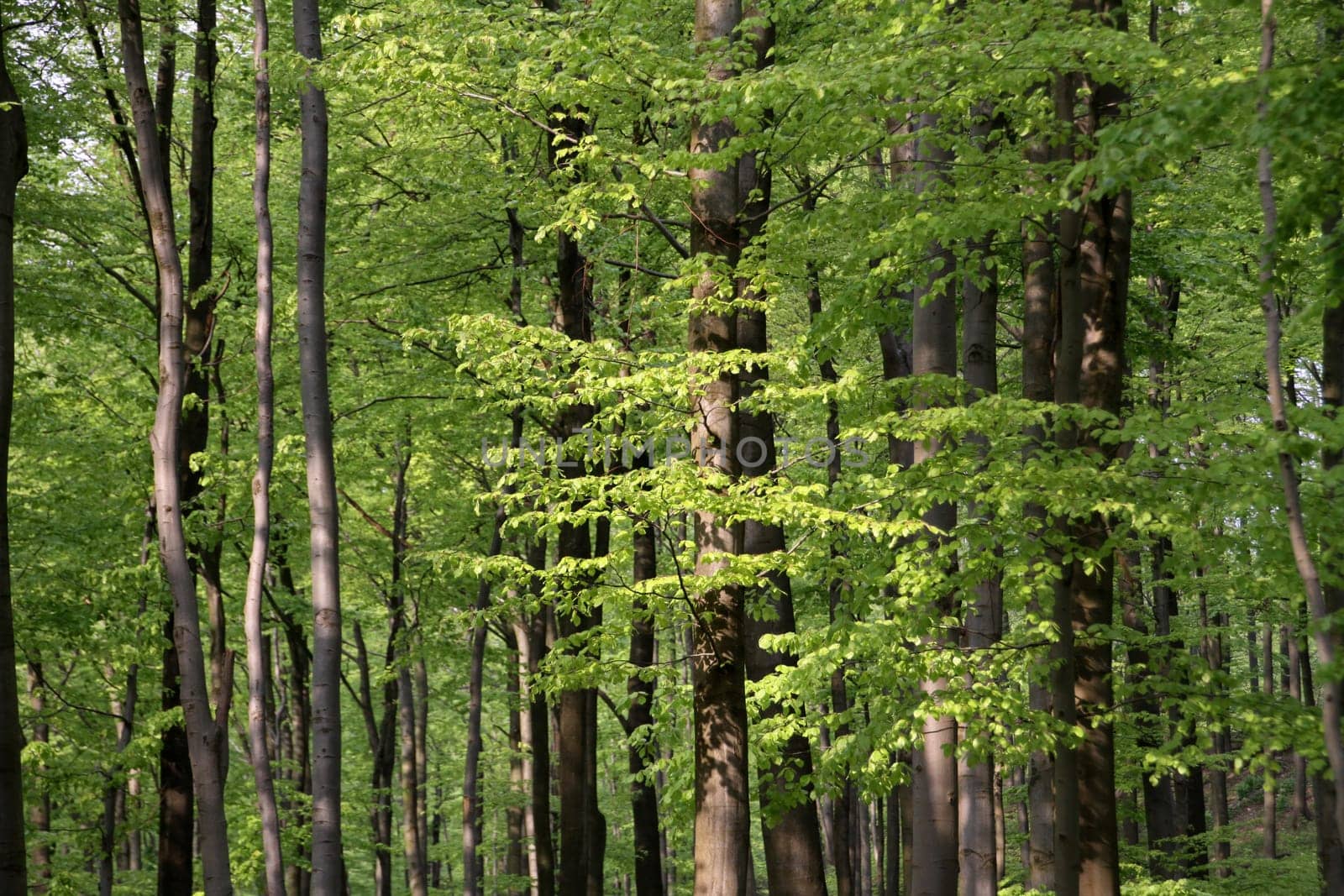 Spring Forest