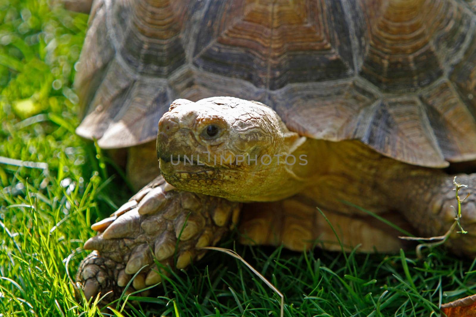 Leopard tortoise