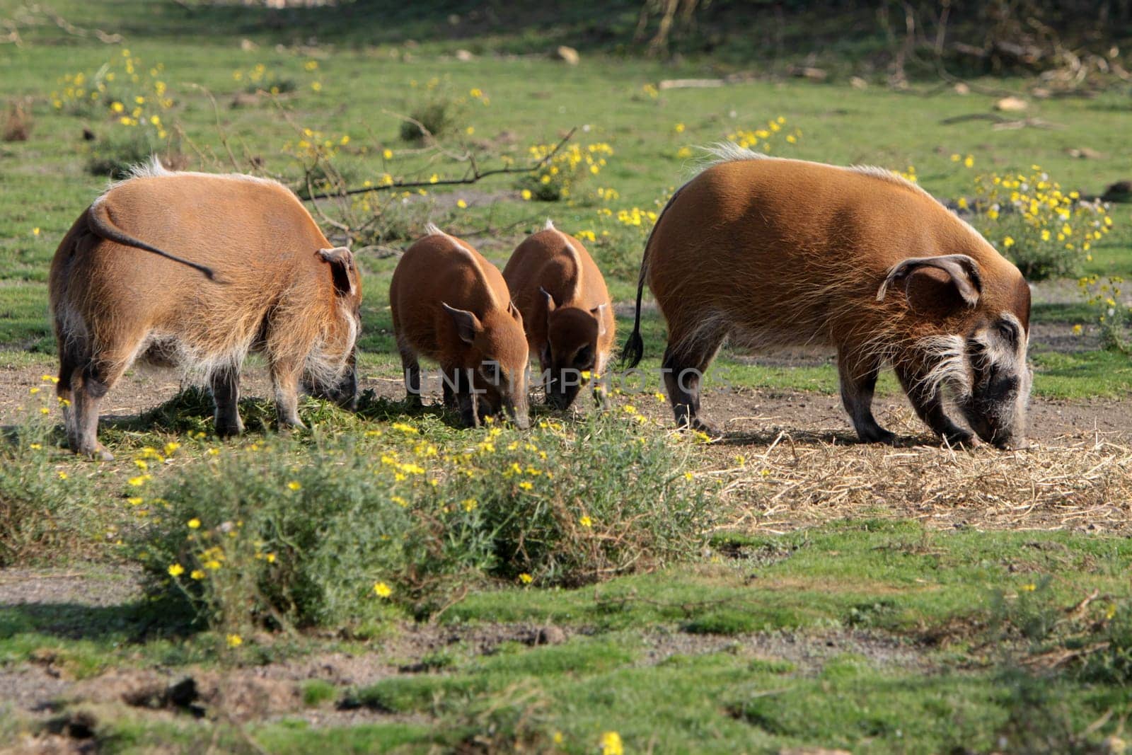 Brush-eared pigs
