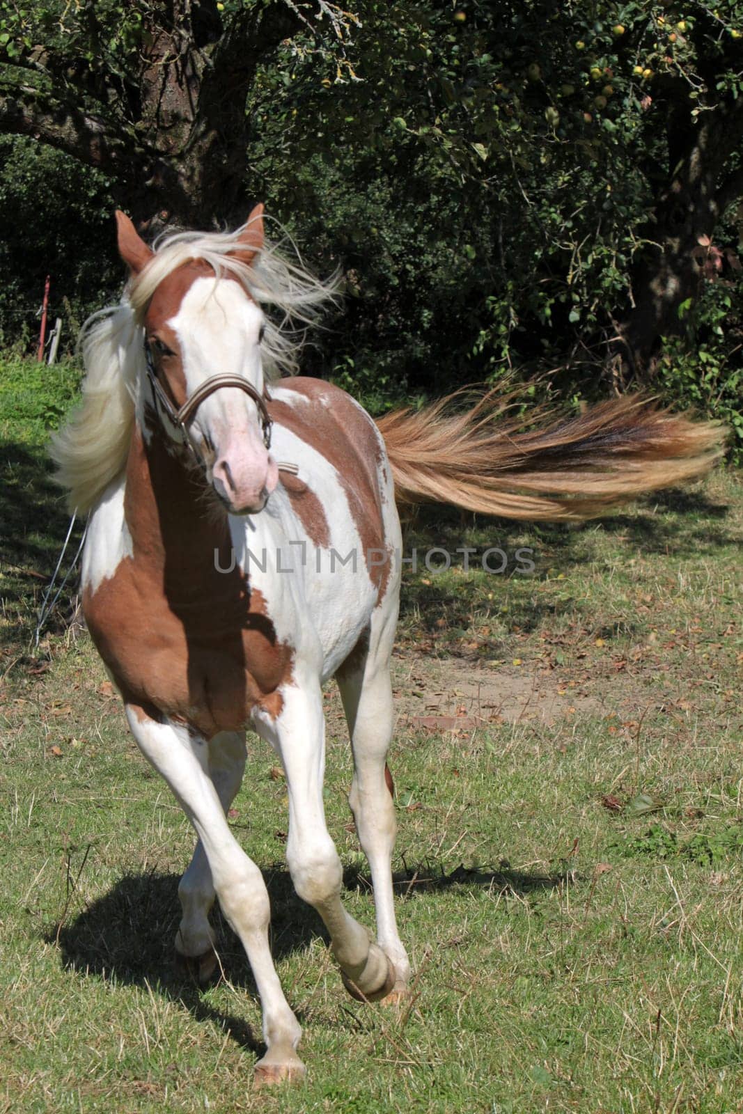 Brown and white pinto