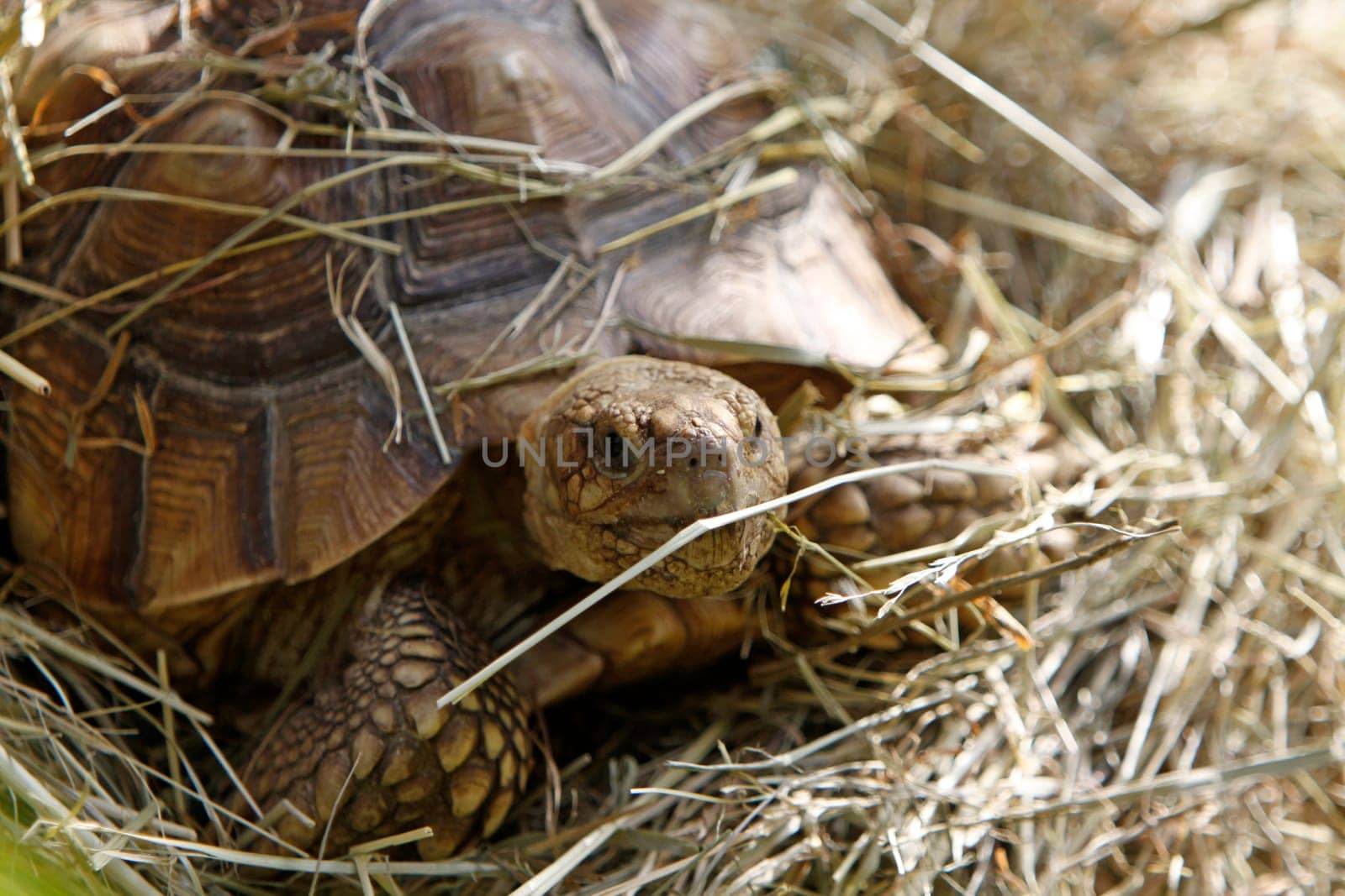 Leopard tortoise