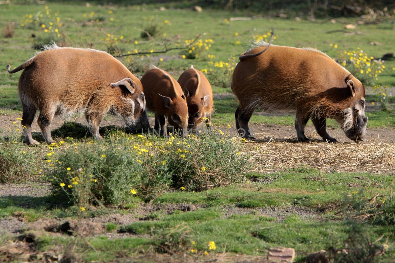 Brush-eared pigs