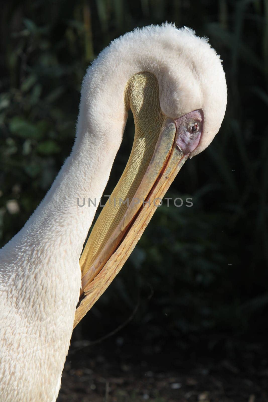 Eastern white pelican