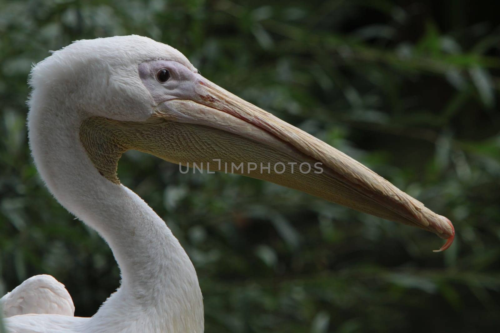 Eastern white pelican