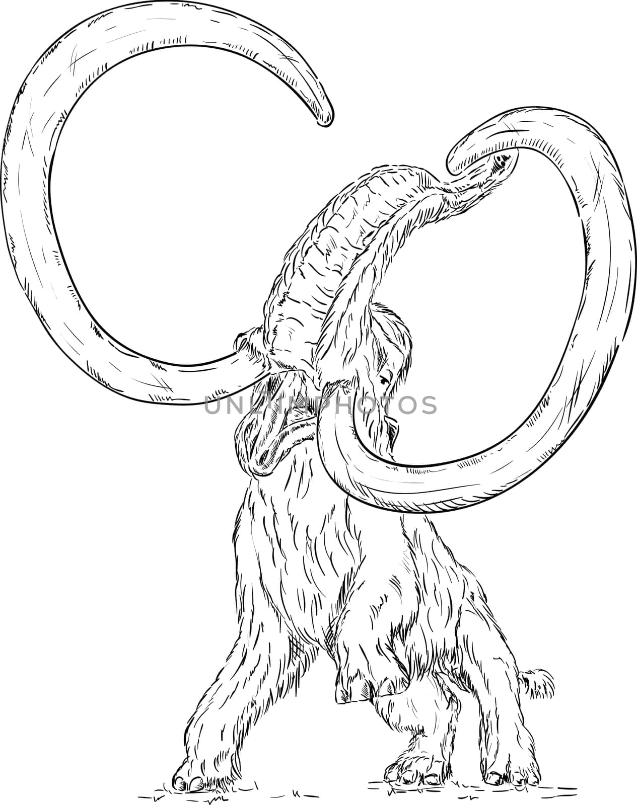 vector - big mammoth attacking - isolated on background